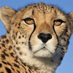Safari-Tour Sc. Agencja Turystyczna. Mutke G., Soszka A.