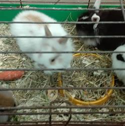Zoo Market Wodnik. Klimonda B.