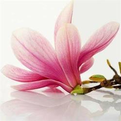 Magnolia. Kwiaciarnia
