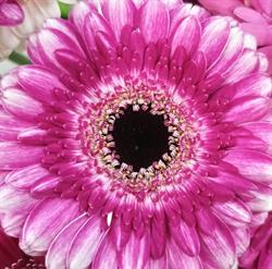 Decoart. FHU. Studio florystyczne. Olejarz A.