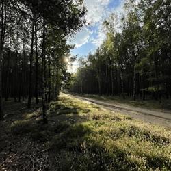 Nadleśnictwo Wolsztyn