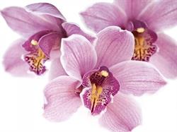 Orchidea. Kwiaciarnia. Agnieszka Kocenka