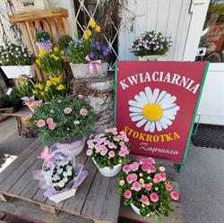 Stokrotka. Kwiaciarnia