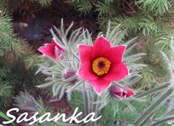 Sasanka. Kwiaciarnia. Zawadzka Z.