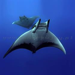 Nitrogen Narcosis. Szkoła Nurkowania, Turystyka Podwodna