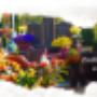 baner