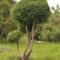 Thuja formowana
