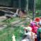 W ZOO