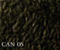 CAN01