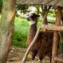 Mini ZOO