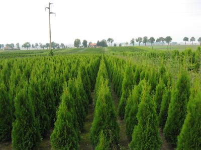 plantacja