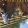Dodane przez klienta firmy 15.05.2017