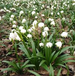 Nadleśnictwo Jawor