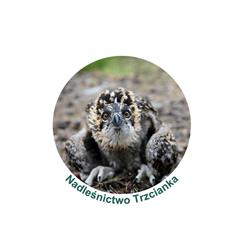 Lasy Państwowe i Nadleśnictwo