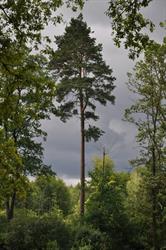 Nadleśnictwo Głogów
