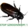 Dezynsekcja