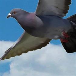 Birdsystem Inwen sp.j. Kompleksowa ochrona przed ptakami