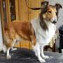 Collie