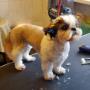 shih-tzu