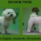 bichon frise - przed i po strzyżeniu