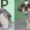 shih tzu - wygodna krótka fryzurka