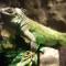 Legwan zielony (Iguana iguana)