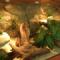 Terrarium dla agamy brodatej (Pogona vitticeps)