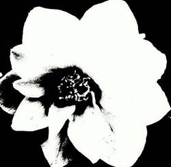 Kwiaciarnia Cammelia