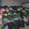 Odziez uzywana nie sortowana Charity Shops (organizacje charytatywne)