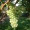 aurura x veltliner rouge precoce