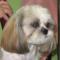 shih-tzu