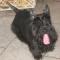 terrier szkocki