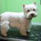 west highland terrier