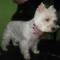 westie