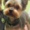 yorkie