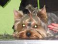 yorkie