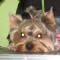 yorkie