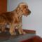 Feliks