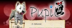Psi Salon Pupil