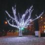 DRZEWKA PLAC WILSONA