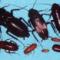 Blatta orientalis