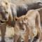 Botswana-plemiona
