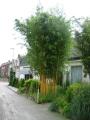 Phyllostachys aureosulcata Aureocaulis