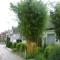 phyllostachys-aureocaulis