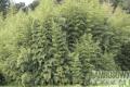 Phyllostachys nuda