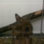 Koszatn