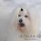 Au Clair de la Lune coton de tulear