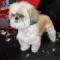SHIH TZU po obcięciu