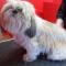 SHIH TZU przed obcięciem