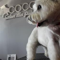 Strzyżenie Psów Swarzędz Salon "coco"